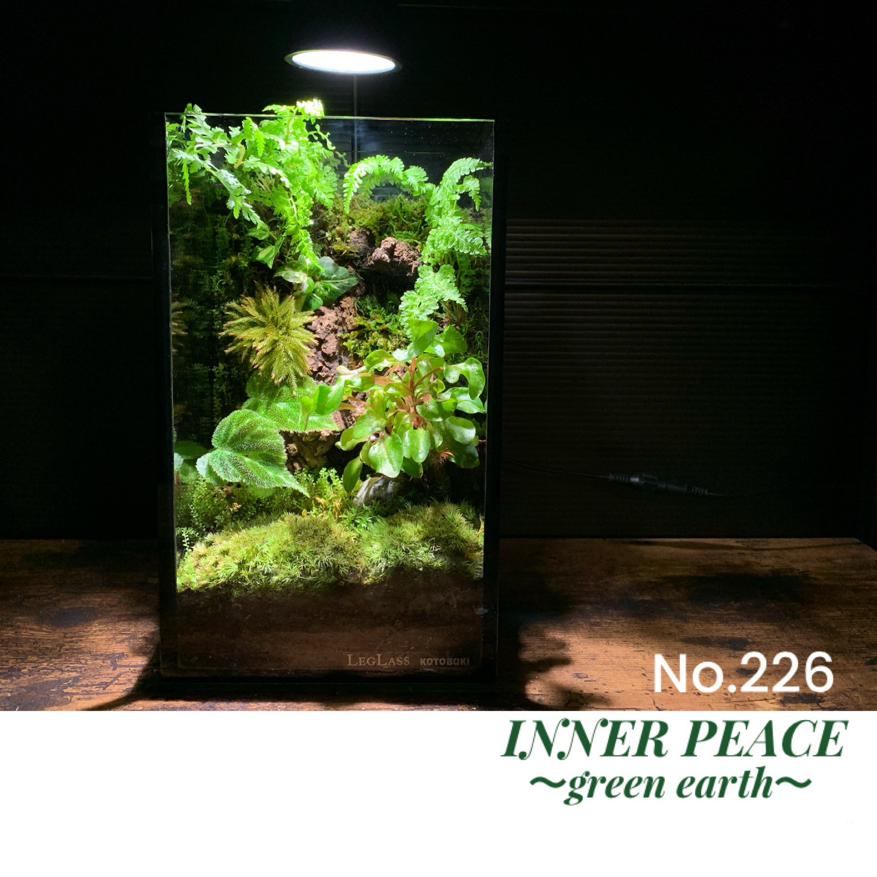 No.223 苔アート苔テラリウムイモリウムカエルリウム