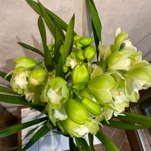 5本立 新品種❗️シンビジウム❤️リトルガール スペースシティ 6.3号