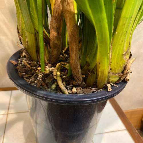 5本立 新品種❗️シンビジウム❤️リトルガール スペースシティ 6.3号