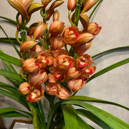 シンビジューム❤️ハーフムーン ワンダーランド 6.3号鉢 3本立 多肉