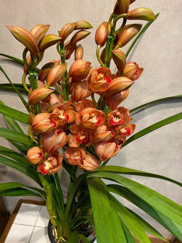 シンビジューム❤️ハーフムーン ワンダーランド 6.3号鉢 3本立 多肉