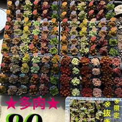 限定④SET‼️品種ラベル付き❗️センペルビウム10株SET