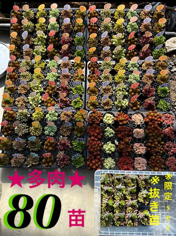 【反響リク多数のため再出品しました❣️❣️ 多肉 抜き苗 80苗 根付きをお買い得価格で(^^)v】 1枚目の画像