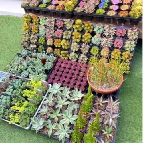 ✳️オマケ付き‼️大好評に付き再販多肉 抜き苗 160苗をお買い得価格で