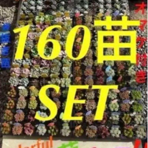 ✳️いつもの倍✳️ 大好評に付き再販❗️多肉 抜き苗 160苗を