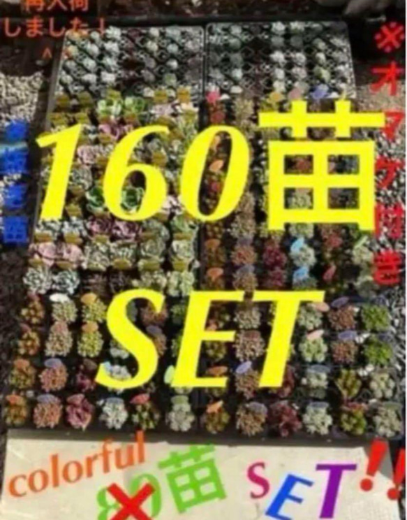 ✳️いつもの倍✳️ 大好評に付き再販❗️多肉 抜き苗  160苗をお買い得価格で(^^)v✳️ 1枚目の画像