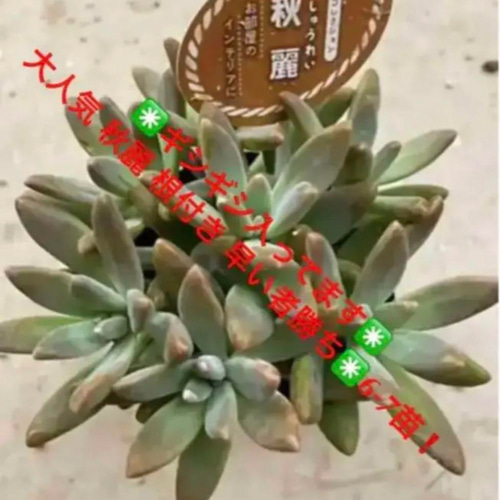 ✳️いつもの倍✳️ 大好評に付き再販多肉 抜き苗 160苗をお買い得価格で❣️ ✳️いつもの倍✳️大好評に付き再販多肉 抜き苗 160苗をお買い得価格