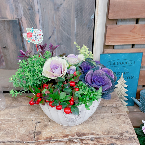 季節の寄せ植え　葉牡丹　キャスケード型 迎春♪葉牡丹のギャザリング寄せ植え♪バスケット スワッグ 木の実と