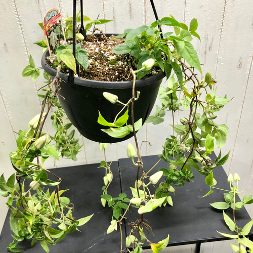 観葉植物　クレマチス　アンスエンシス耐寒 楽天市場】12月～1月頃に開花 クレマチス 冬咲き アンスンエンシス