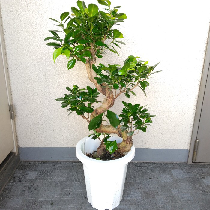 がじゅまるの樹 楽天市場 | 木のおもちゃ がじゅまるの樹 - 木のおもちゃ