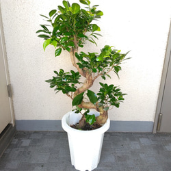 5271cde28c3f4facd799e87db79e1d