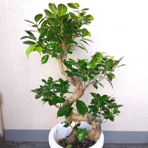 現品】ガジュマル 昇り龍仕立 珍しい樹形 S字樹形 8号鉢 高さ85
