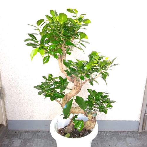 現品】ガジュマル 昇り龍仕立 珍しい樹形 S字樹形 8号鉢 高さ85