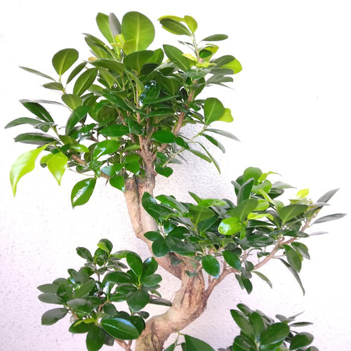 現品】ガジュマル 昇り龍仕立 珍しい樹形 S字樹形 8号鉢 高さ85◎ 縁起