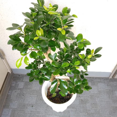 現品】ガジュマル 昇り龍仕立 珍しい樹形 S字樹形 8号鉢 高さ85