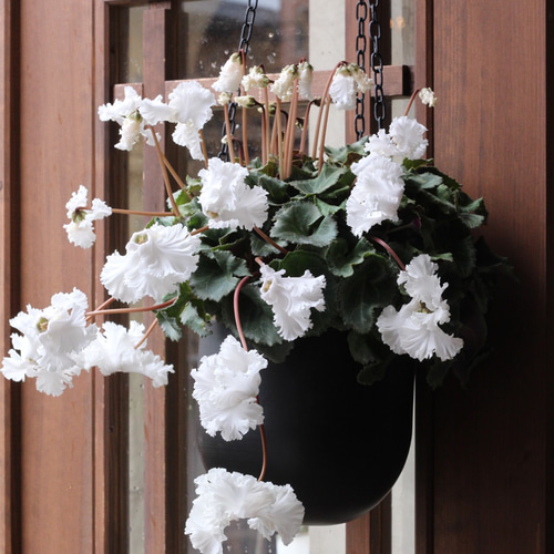 見上げたくなるシクラメン『Flow ~er~（フローエル）』ホワイト 吊り