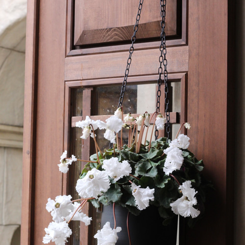 見上げたくなるシクラメン『Flow ~er~（フローエル）』ホワイト 吊り