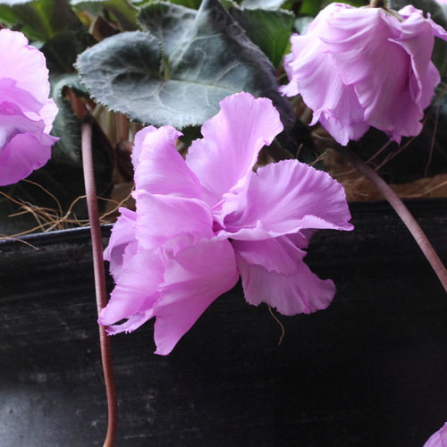 見上げたくなるシクラメン『Flow ~er~（フローエル）』スイートピンク