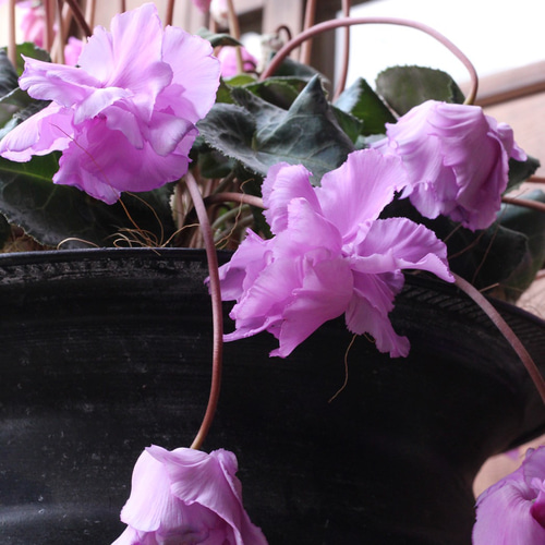 見上げたくなるシクラメン『Flow ~er~（フローエル）』スイートピンク