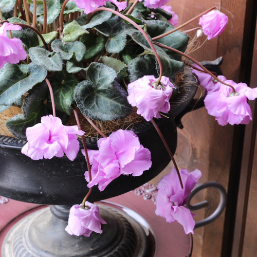 見上げたくなるシクラメン『Flow ~er~（フローエル）』スイートピンク