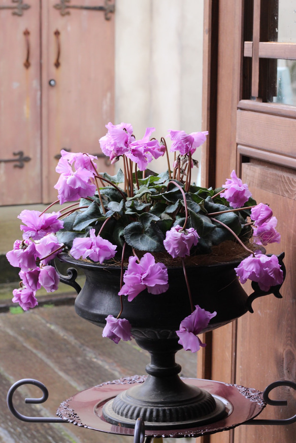 見上げたくなるフローエルのピンクのシクラメン 満開(๑˃̵ᴗ˂̵) 見上げ