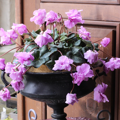 見上げたくなるシクラメン『Flow ~er~（フローエル）』スイートピンク