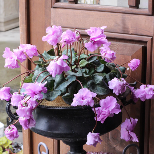 見上げたくなるシクラメン『Flow ~er~（フローエル）』スイートピンク