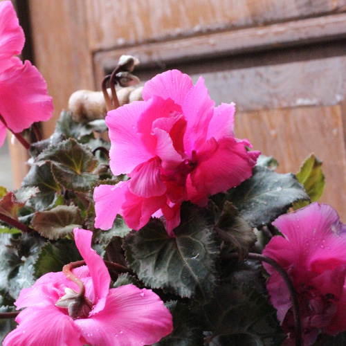 見上げたくなるシクラメン『Flow ~er~ （フローエル）』ピンク ブリキF