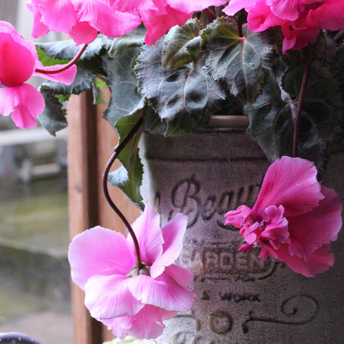 見上げたくなるシクラメン『Flow ~er~ （フローエル）』ピンク ブリキF