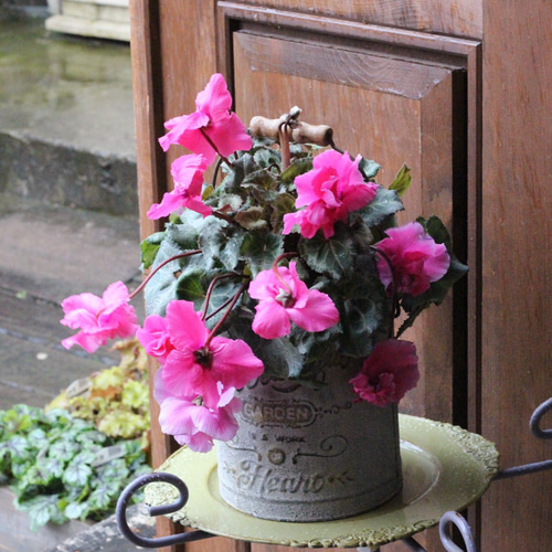 見上げたくなるフローエルのピンクのシクラメン 満開(๑˃̵ᴗ˂̵) 見上げたくなるシクラメン『Flow ~er~ （フローエル）』ピンク ブリキF