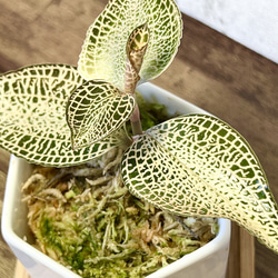 【観葉植物】ジュエルオーキッド 宝石蘭【アネクトキルス ロクスバーギ ゴールドヴェインタイプ】【高品質ミズゴケ入り】 2枚目の画像