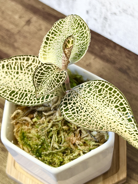 【観葉植物】ジュエルオーキッド 宝石蘭【アネクトキルス ロクスバーギ ゴールドヴェインタイプ】【高品質ミズゴケ入り】 2枚目の画像