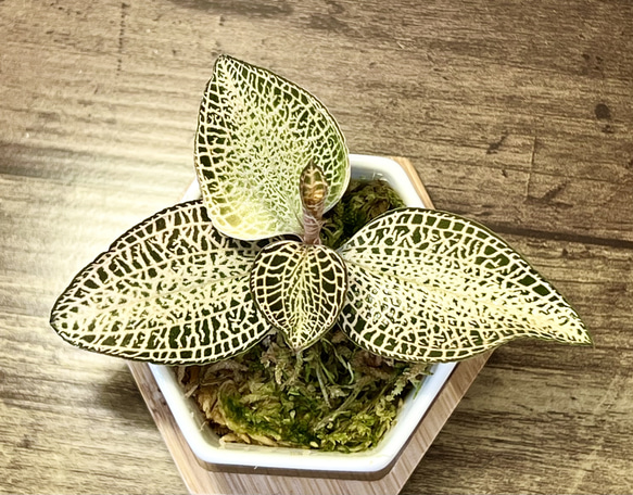 【観葉植物】ジュエルオーキッド 宝石蘭【アネクトキルス ロクスバーギ ゴールドヴェインタイプ】【高品質ミズゴケ入り】 3枚目の画像