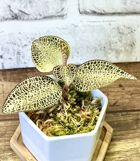 【観葉植物】ジュエルオーキッド 宝石蘭【アネクトキルス ロクスバーギ ゴールドヴェインタイプ】【高品質ミズゴケ入り】 1枚目の画像