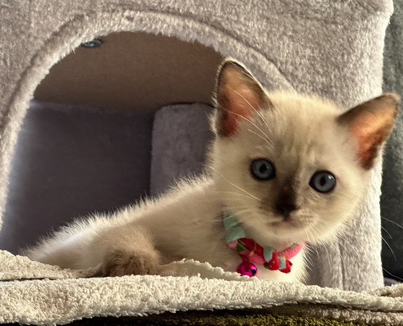 ちりめんまわし首輪（子猫＆成猫用）・モダン柄・椿心・赤 1枚目の画像