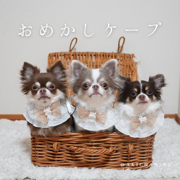 おめかし3wayケープ（誕生日、つけ襟、スタイ、犬、猫、うさぎ、バースデー、バレンタイン 1枚目の画像