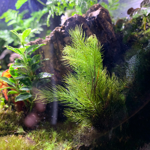 カエルリウム　イモリウム　テラリウム　苔テラリウム　苔アート No.228 苔アート苔テラリウムイモリウムカエルリウム完成品