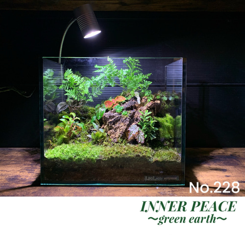 228 苔アート 苔テラリウム イモリウム カエルリウム 完成品 