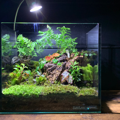 45cm イモリウム テラリウム水槽 45cm イモリウム テラリウム水槽