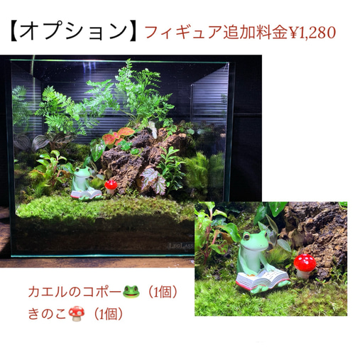 228 苔アート 苔テラリウム イモリウム カエルリウム 完成品 