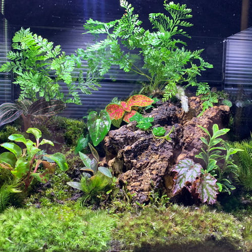 No.228 苔アート苔テラリウムイモリウムカエルリウム完成品