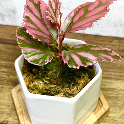 【観葉植物】ベゴニア【 SP'ジュラウ'】【高品質ミズゴケ入り】 1枚目の画像