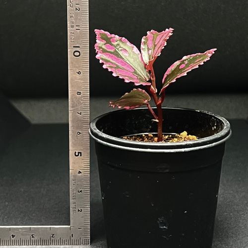 専用！Begonia sp. Julauベゴニア ジュラウ ぼっち 濃色❣️A