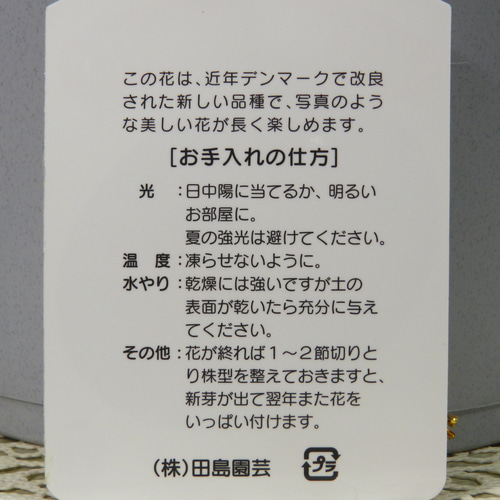 ☆ENGEI ichioki☆シャコバサボテン「品種名：ニレ」7号鉢◇育てやすい