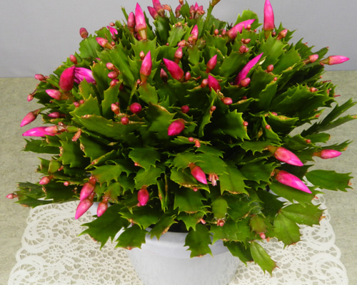 59e99da2fcdc4646727fbc8205ca4f