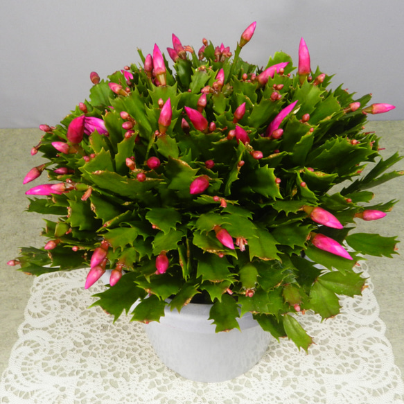 ☆ENGEI ichioki☆シャコバサボテン「品種名：ニレ」7号鉢◇育てやすい