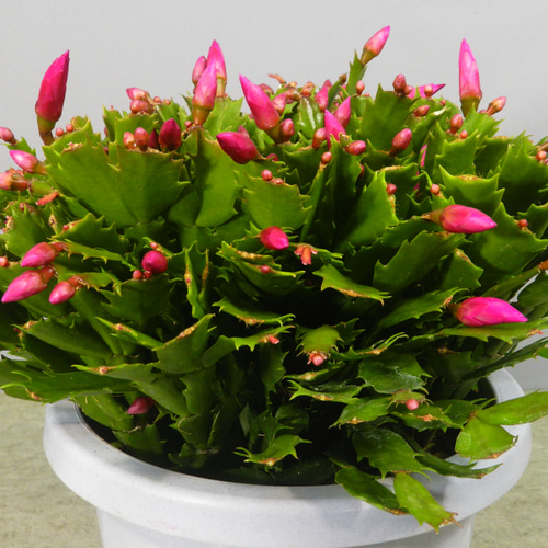 ☆ENGEI ichioki☆シャコバサボテン「品種名：ニレ」7号鉢◇育てやすい