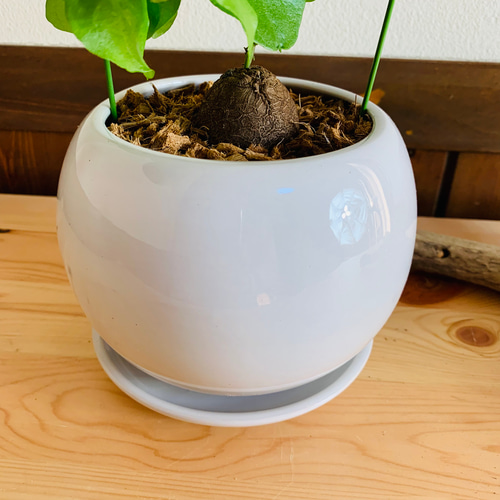 めずらしい 亀甲竜 4号 丸型 陶器鉢 受け皿付き 観葉植物 その他