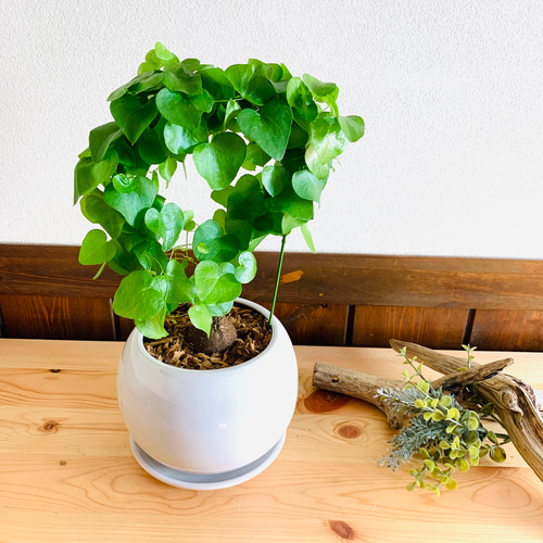 めずらしい 亀甲竜 4号 丸型 陶器鉢 受け皿付き 観葉植物 その他 