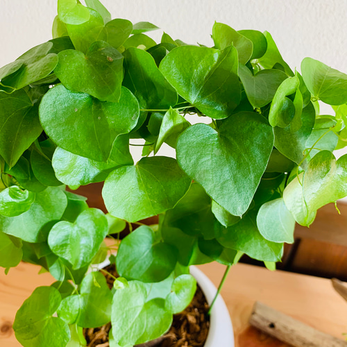 めずらしい 亀甲竜 4号 丸型 陶器鉢 受け皿付き 観葉植物 その他